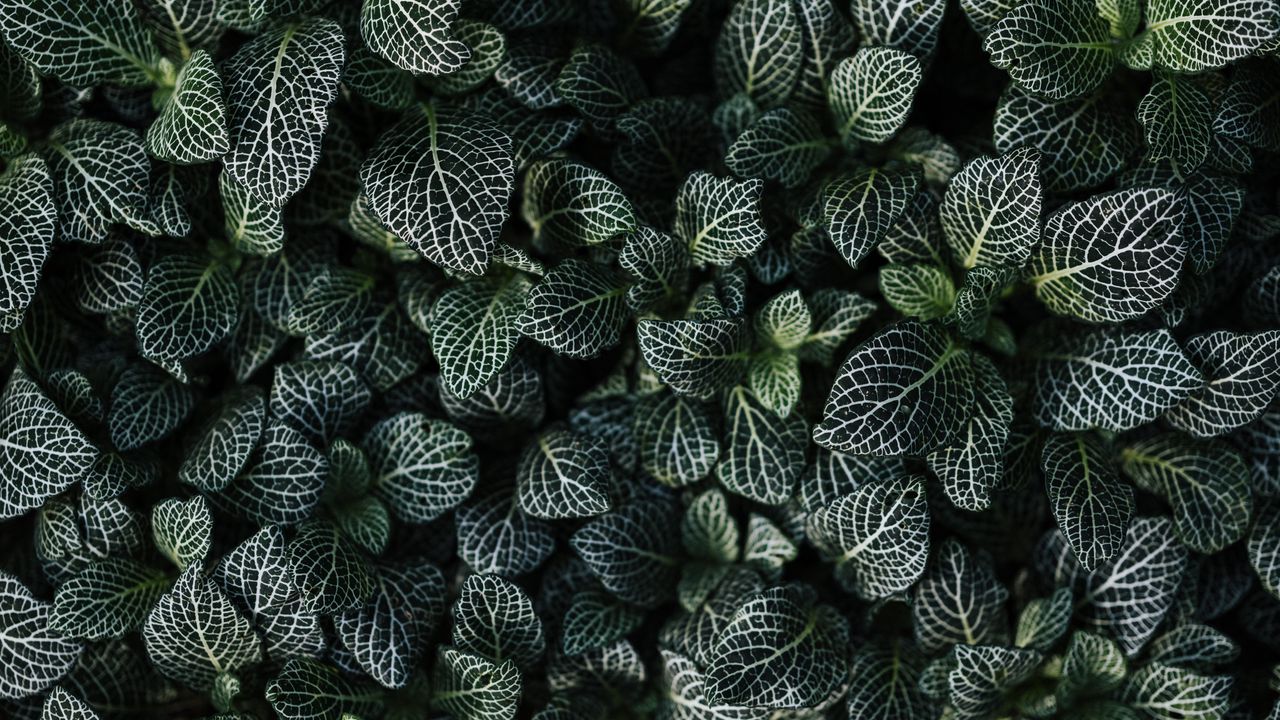 Wallpaper leaves, aerial view, green