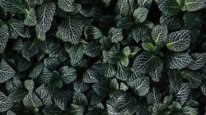 Preview wallpaper leaves, aerial view, green