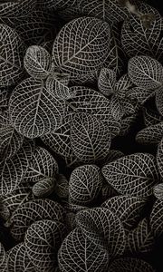 Preview wallpaper leaves, aerial view, green, bush