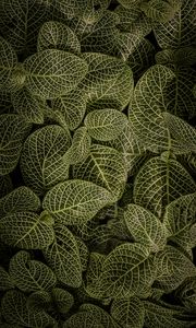 Preview wallpaper leaves, aerial view, stem, green