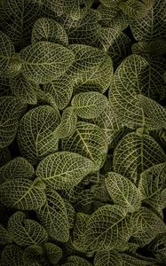Preview wallpaper leaves, aerial view, stem, green
