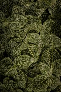 Preview wallpaper leaves, aerial view, stem, green