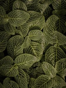 Preview wallpaper leaves, aerial view, stem, green