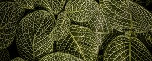 Preview wallpaper leaves, aerial view, stem, green