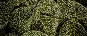 Preview wallpaper leaves, aerial view, stem, green