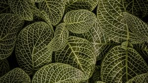 Preview wallpaper leaves, aerial view, stem, green