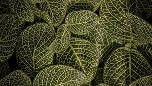 Preview wallpaper leaves, aerial view, stem, green