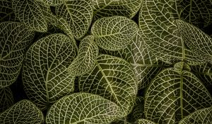 Preview wallpaper leaves, aerial view, stem, green