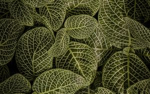 Preview wallpaper leaves, aerial view, stem, green