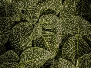 Preview wallpaper leaves, aerial view, stem, green