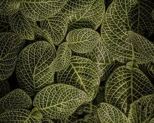Preview wallpaper leaves, aerial view, stem, green