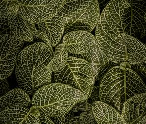 Preview wallpaper leaves, aerial view, stem, green