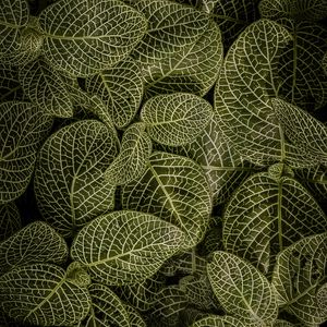 Preview wallpaper leaves, aerial view, stem, green