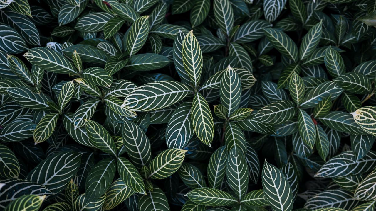 Wallpaper leaves, aerial view, stripes, bush