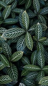 Preview wallpaper leaves, aerial view, stripes, bush