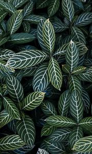 Preview wallpaper leaves, aerial view, stripes, bush