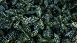 Preview wallpaper leaves, aerial view, stripes, bush