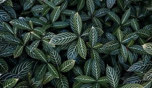 Preview wallpaper leaves, aerial view, stripes, bush