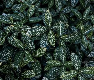Preview wallpaper leaves, aerial view, stripes, bush