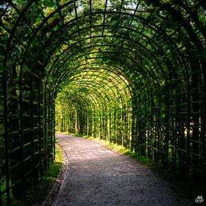 Preview wallpaper leaves, arch, garden, plants, nature