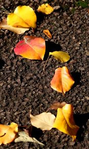 Preview wallpaper leaves, asphalt, autumn, yellow
