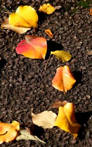 Preview wallpaper leaves, asphalt, autumn, yellow