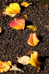 Preview wallpaper leaves, asphalt, autumn, yellow