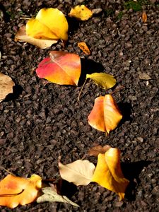 Preview wallpaper leaves, asphalt, autumn, yellow