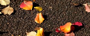 Preview wallpaper leaves, asphalt, autumn, yellow