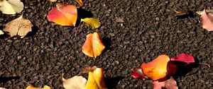 Preview wallpaper leaves, asphalt, autumn, yellow