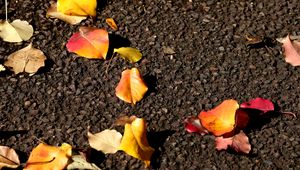 Preview wallpaper leaves, asphalt, autumn, yellow