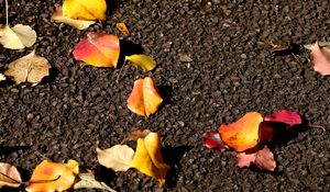 Preview wallpaper leaves, asphalt, autumn, yellow