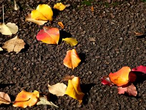Preview wallpaper leaves, asphalt, autumn, yellow