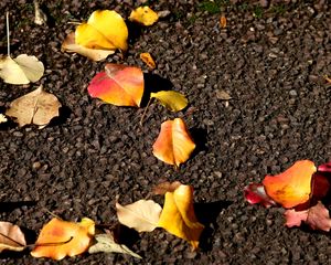 Preview wallpaper leaves, asphalt, autumn, yellow