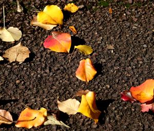 Preview wallpaper leaves, asphalt, autumn, yellow