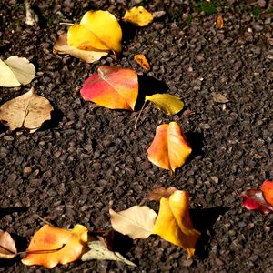 Preview wallpaper leaves, asphalt, autumn, yellow