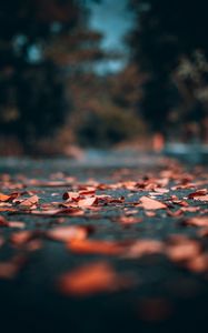 Preview wallpaper leaves, autumn, asphalt, blur