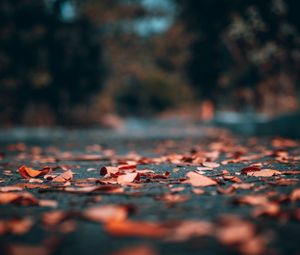 Preview wallpaper leaves, autumn, asphalt, blur