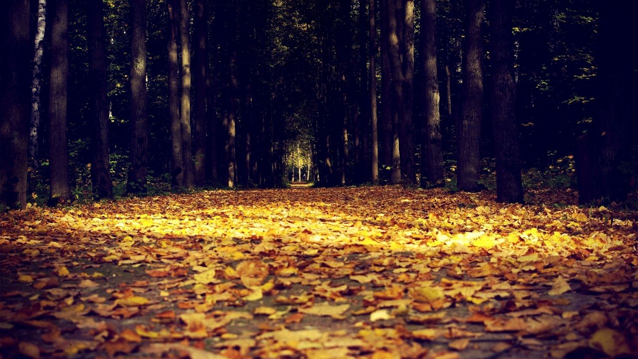 Wallpaper leaves, autumn, avenue, darkness
