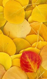 Preview wallpaper leaves, autumn, birch, yellow, red