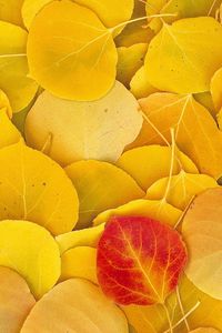 Preview wallpaper leaves, autumn, birch, yellow, red