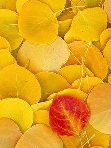 Preview wallpaper leaves, autumn, birch, yellow, red