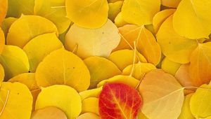 Preview wallpaper leaves, autumn, birch, yellow, red