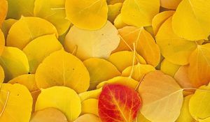 Preview wallpaper leaves, autumn, birch, yellow, red