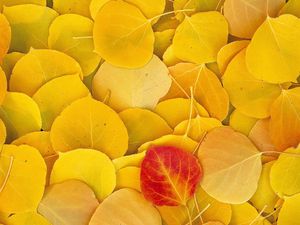 Preview wallpaper leaves, autumn, birch, yellow, red