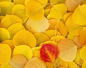 Preview wallpaper leaves, autumn, birch, yellow, red