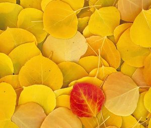 Preview wallpaper leaves, autumn, birch, yellow, red