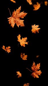 Preview wallpaper leaves, autumn, black, leaffall