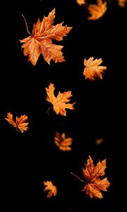 Preview wallpaper leaves, autumn, black, leaffall