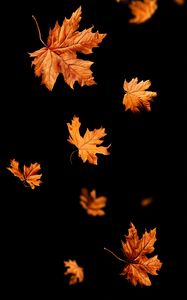 Preview wallpaper leaves, autumn, black, leaffall